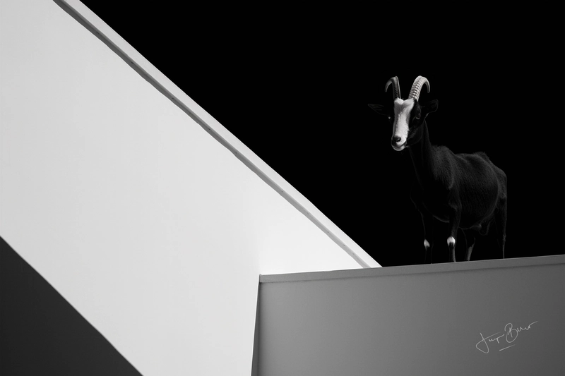 B&W Animals Architecture